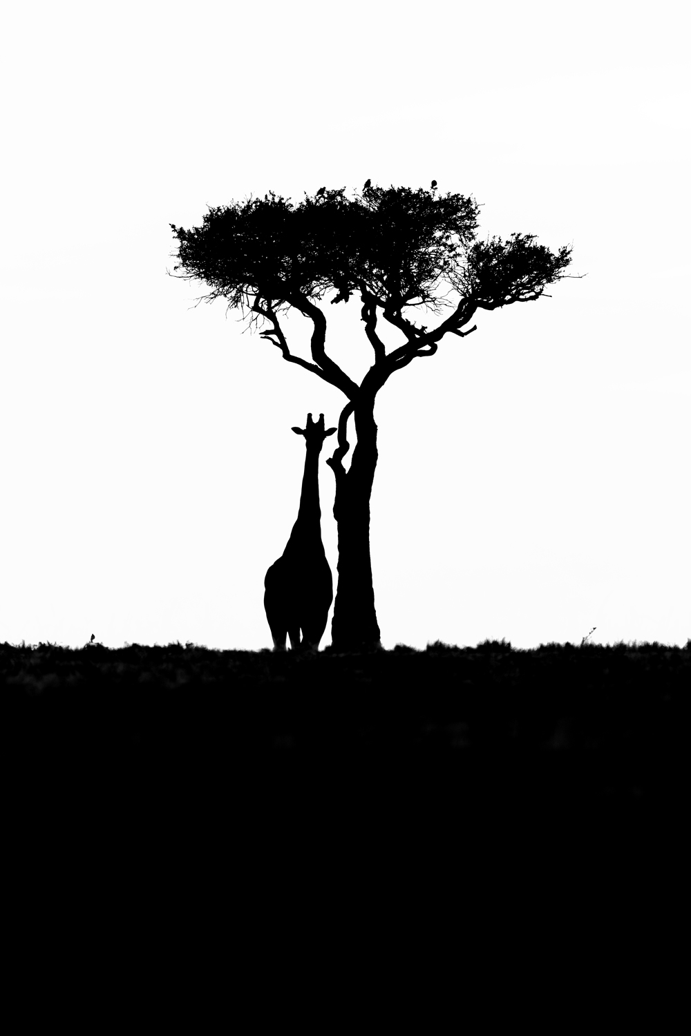Black Ink 10, giraffe and tree silhouette