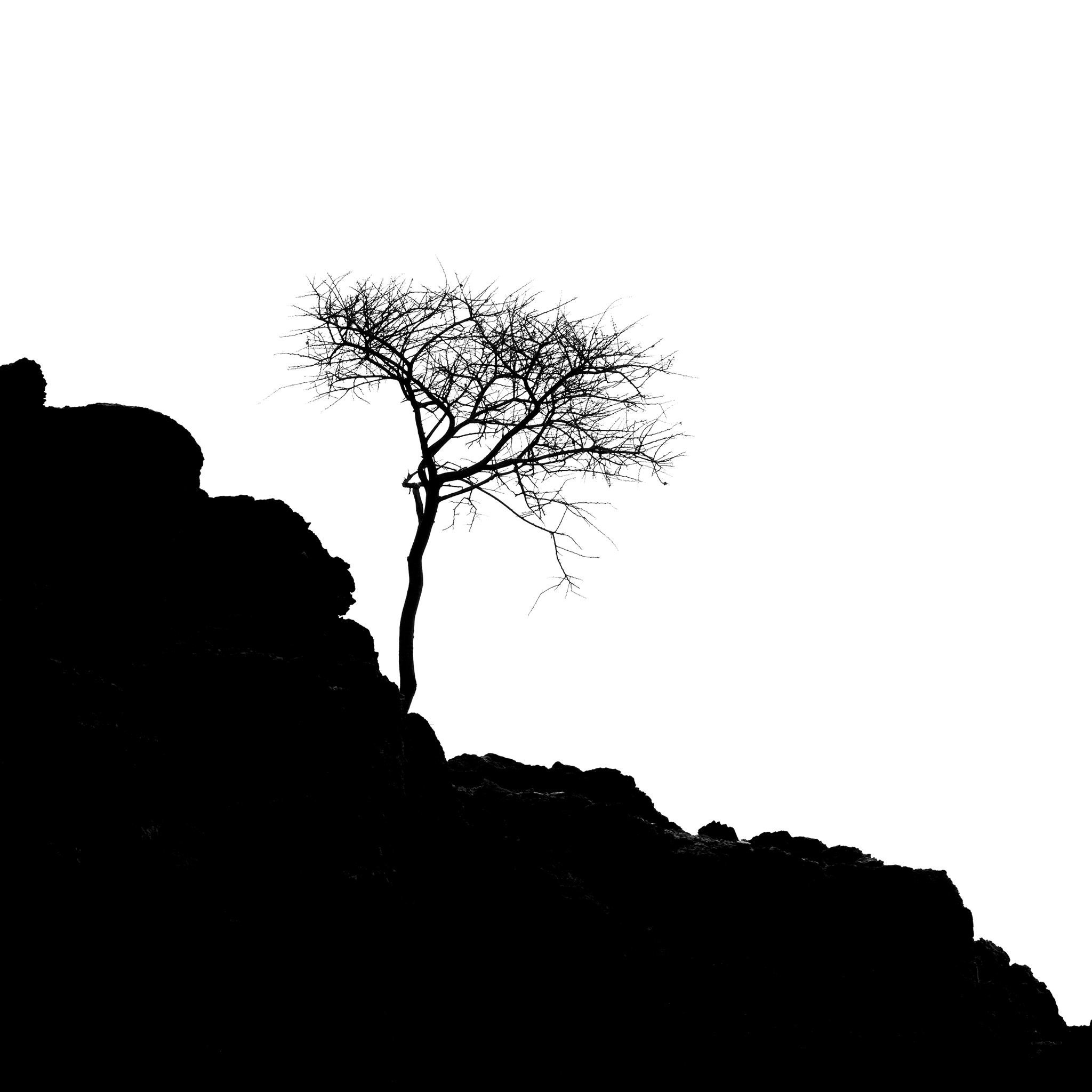 Black Ink 11, bird above a network of bare branches