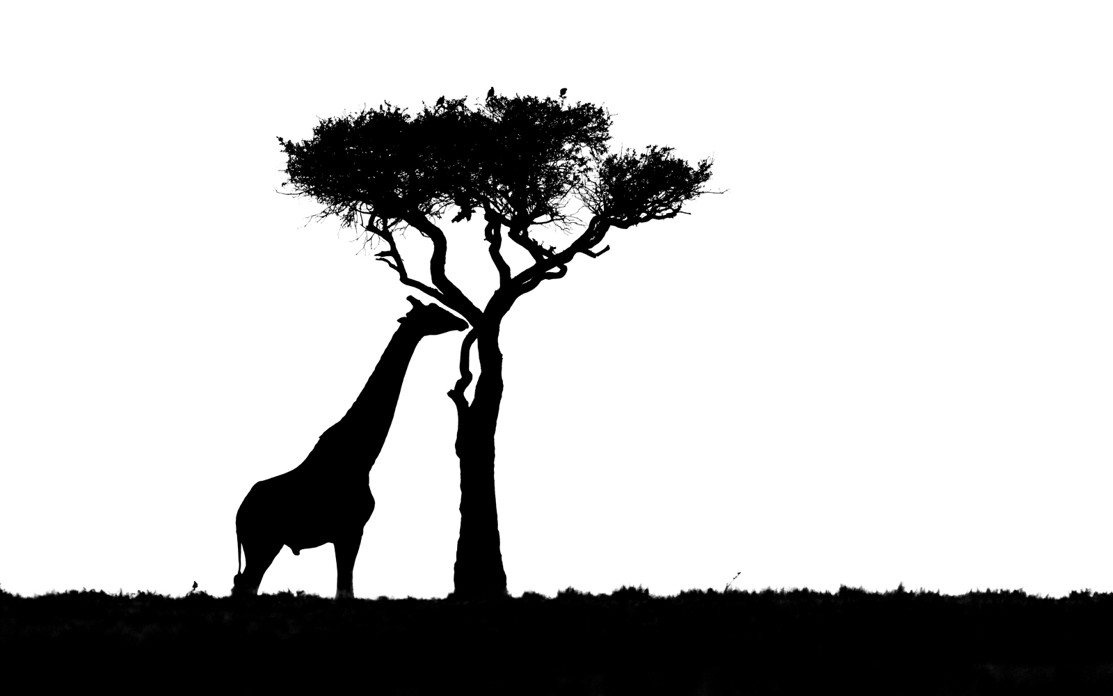 Black Ink 15, bird perched above branches in high contrast