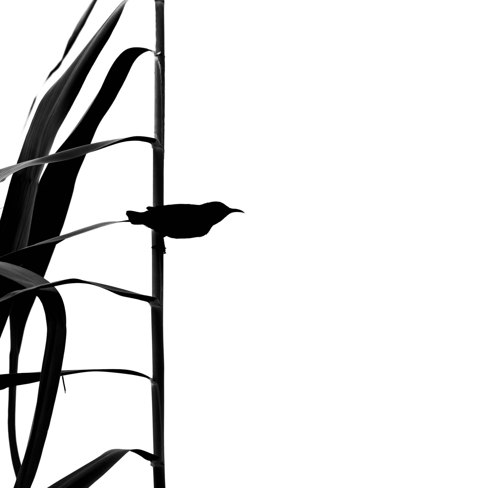 Black Ink 13, two birds and tangled branches