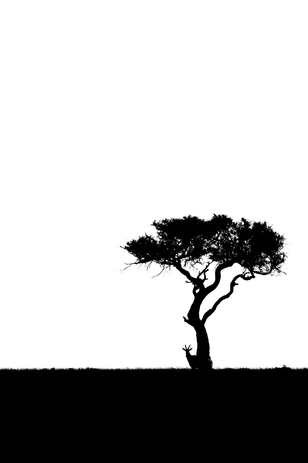 Black Ink 14, two cranes in silhouette facing each other