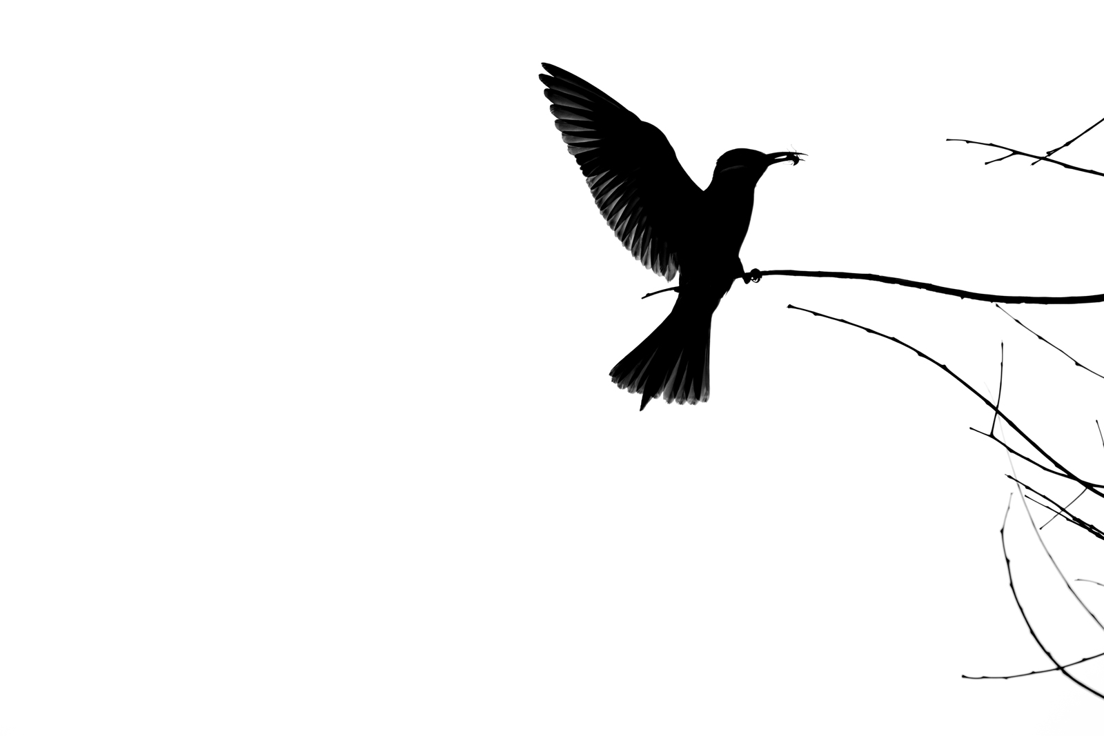 Black Ink 12, bird with wings spread in black silhouette