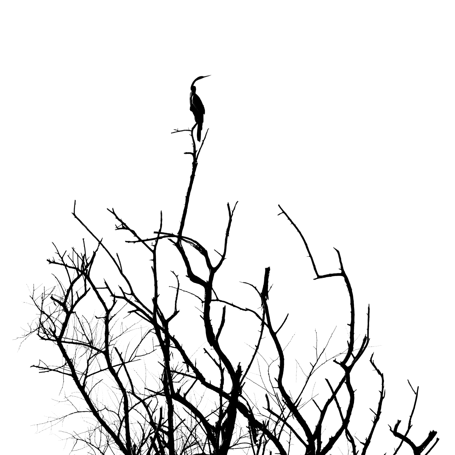 Black Ink 05, lone tree on cliff silhouette