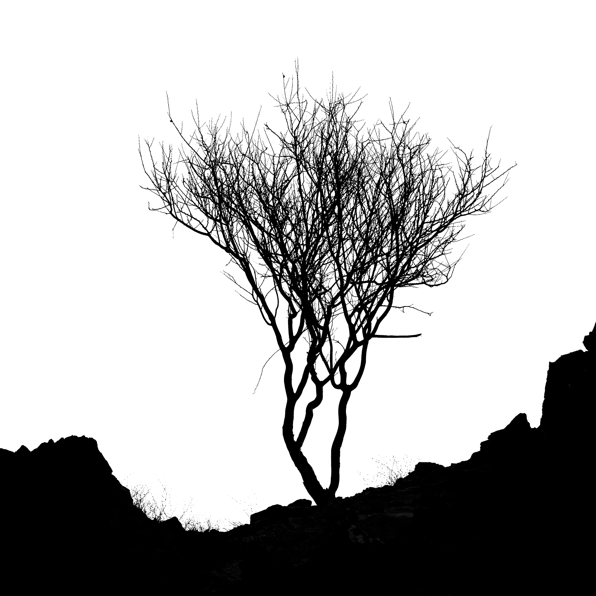 Black Ink 06, tree silhouette on mountain slope