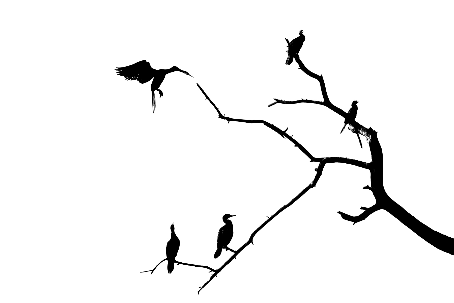 Black Ink 07, two antelope silhouettes facing each other