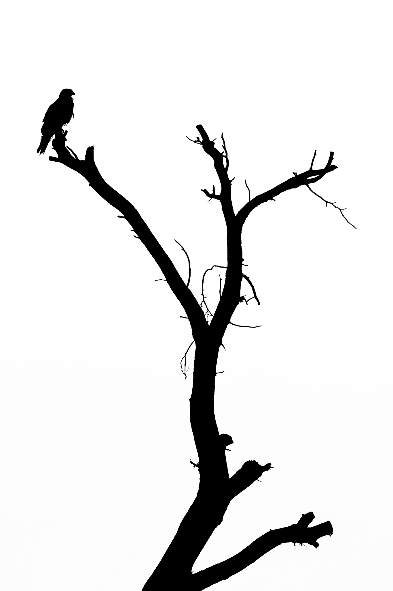 Black Ink 08, bird perched on dead tree silhouette