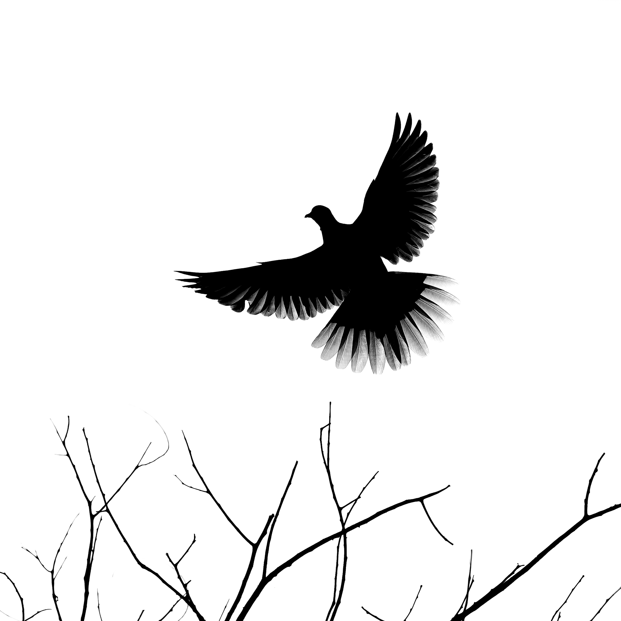 Black Ink 09, birds on branches with one landing