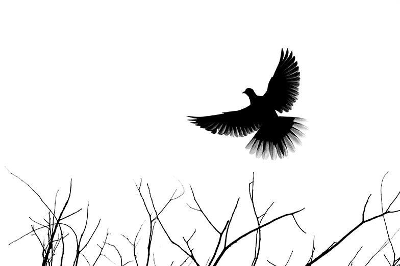 Black Ink wildlife photography portfolio