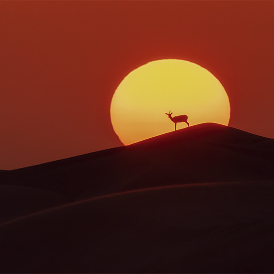 Golden Light wildlife photography portfolio