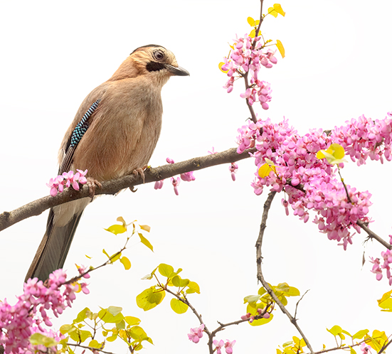 On White Canvas high key wildlife photography portfolio