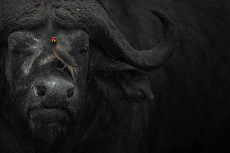 Wild Faces wildlife portrait photography portfolio