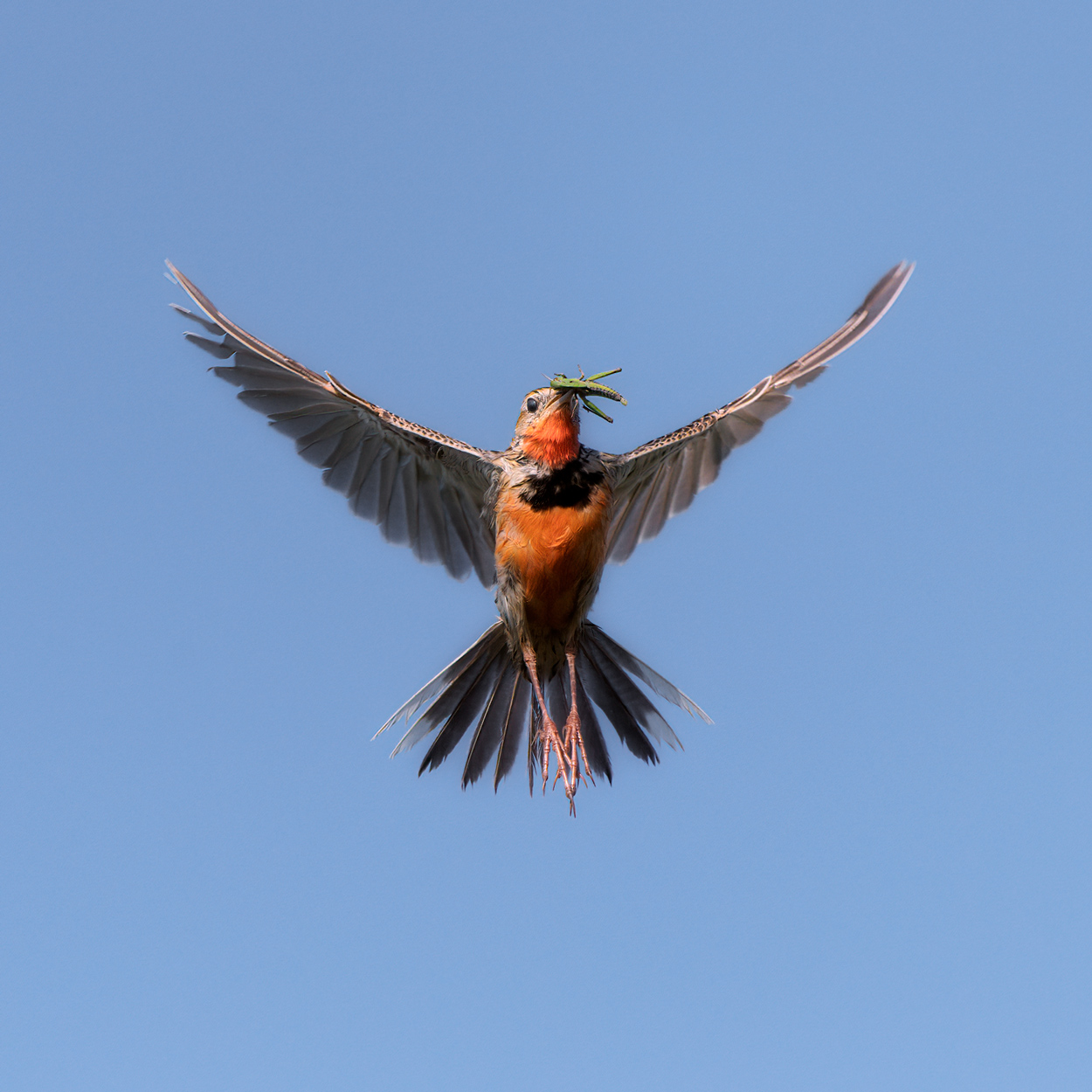 Airborne birds in flight fine art wildlife photograph 01 by Khaldoon Aldway