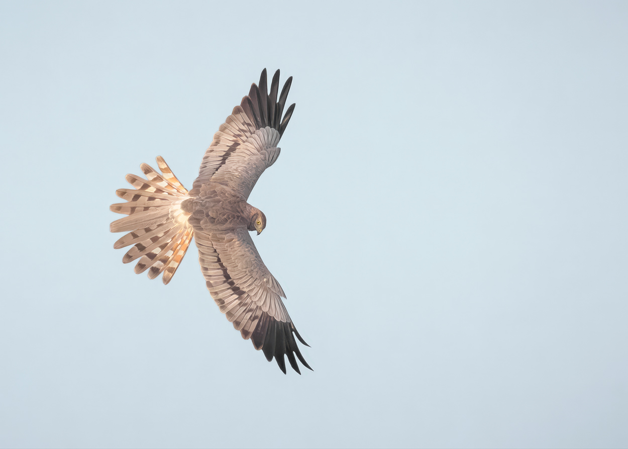 Airborne birds in flight fine art wildlife photograph 02 by Khaldoon Aldway
