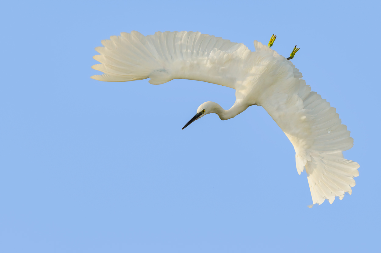 Airborne birds in flight fine art wildlife photograph 03 by Khaldoon Aldway