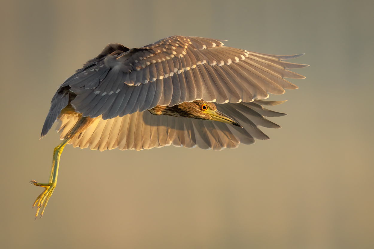 Airborne birds in flight fine art wildlife photograph 04 by Khaldoon Aldway