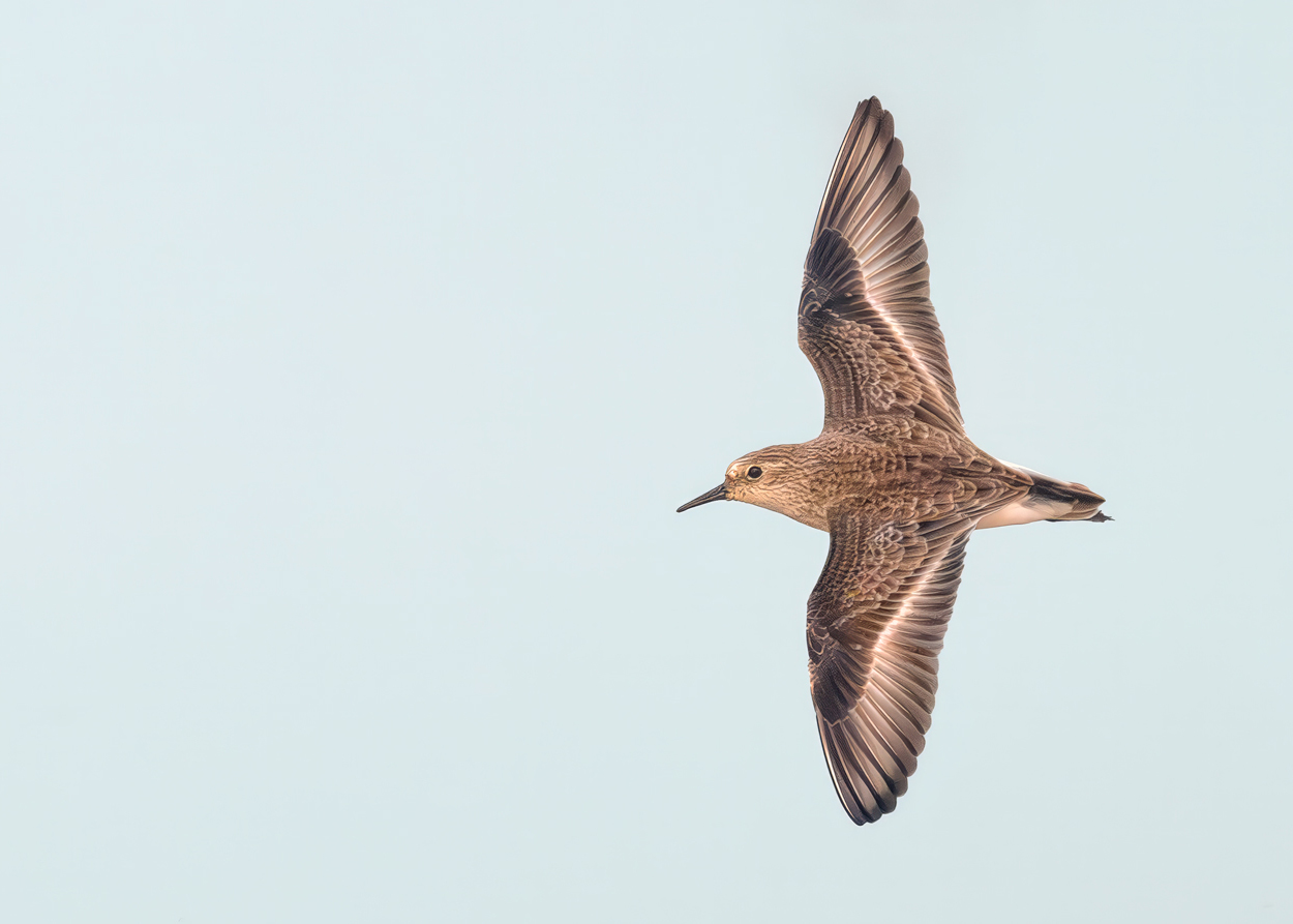 Airborne birds in flight fine art wildlife photograph 05 by Khaldoon Aldway