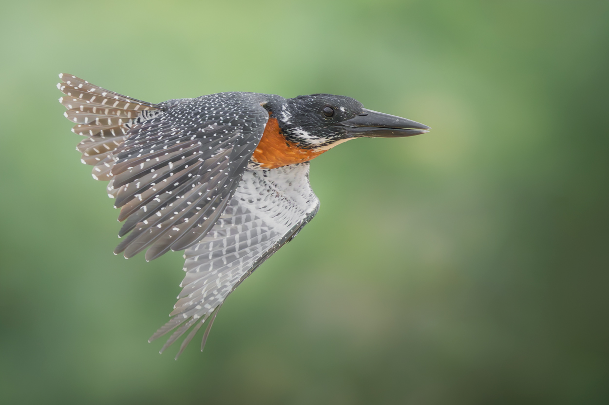 Airborne birds in flight fine art wildlife photograph 06 by Khaldoon Aldway
