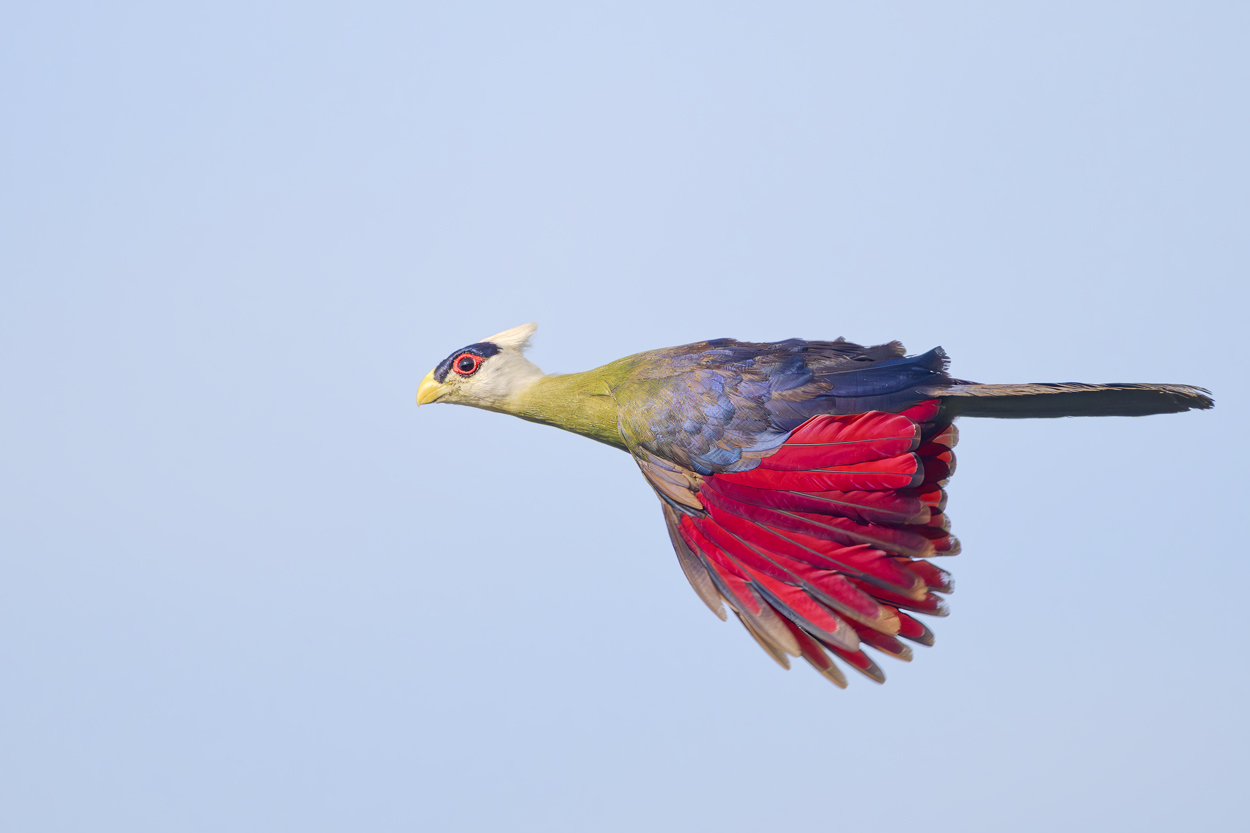 Airborne birds in flight fine art wildlife photograph 07 by Khaldoon Aldway