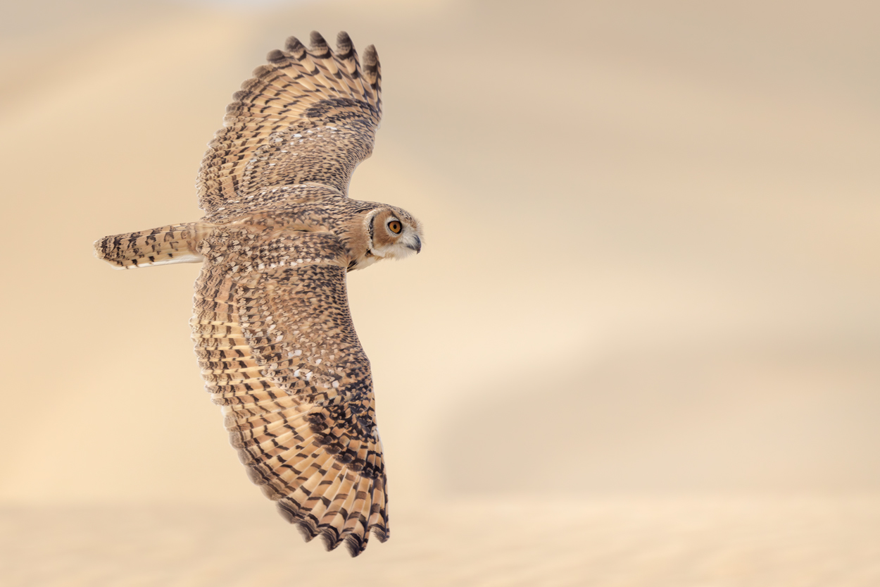 Airborne birds in flight fine art wildlife photograph 08 by Khaldoon Aldway