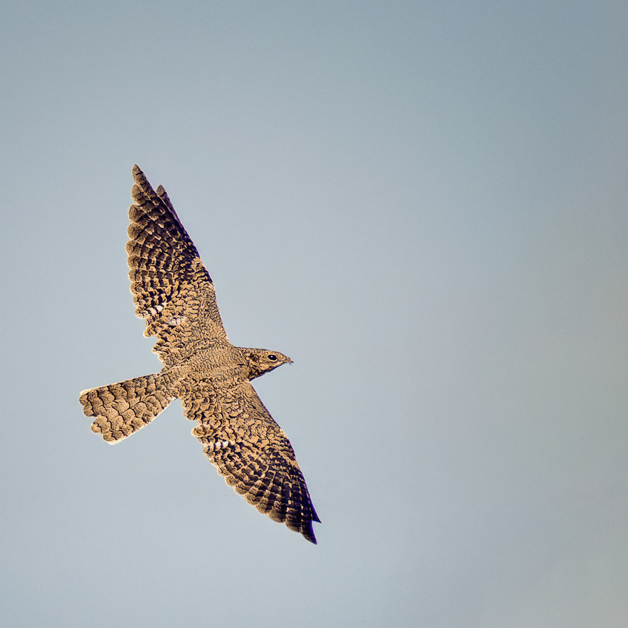 Airborne birds in flight fine art wildlife photograph 09 by Khaldoon Aldway
