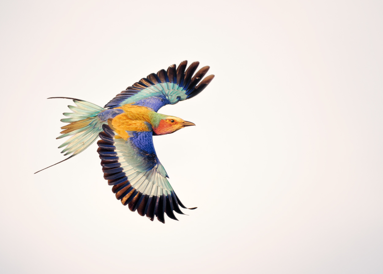 Airborne birds in flight fine art wildlife photograph 10 by Khaldoon Aldway