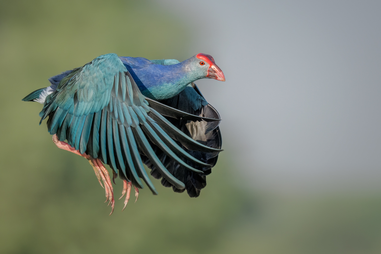 Airborne birds in flight fine art wildlife photograph 11 by Khaldoon Aldway