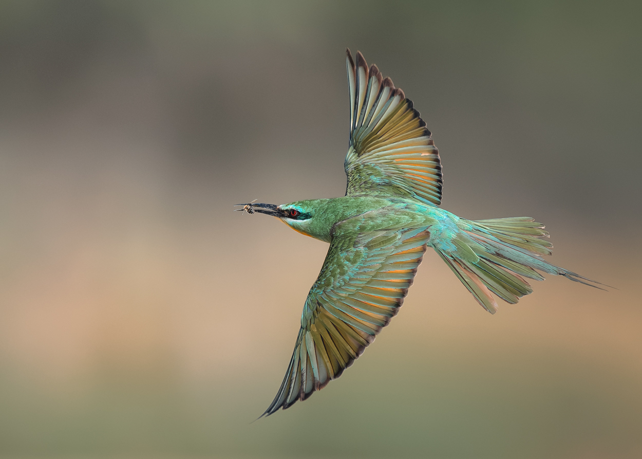 Airborne birds in flight fine art wildlife photograph 12 by Khaldoon Aldway