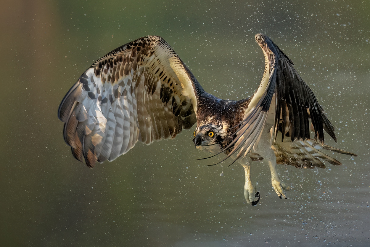 Airborne birds in flight fine art wildlife photograph 14 by Khaldoon Aldway