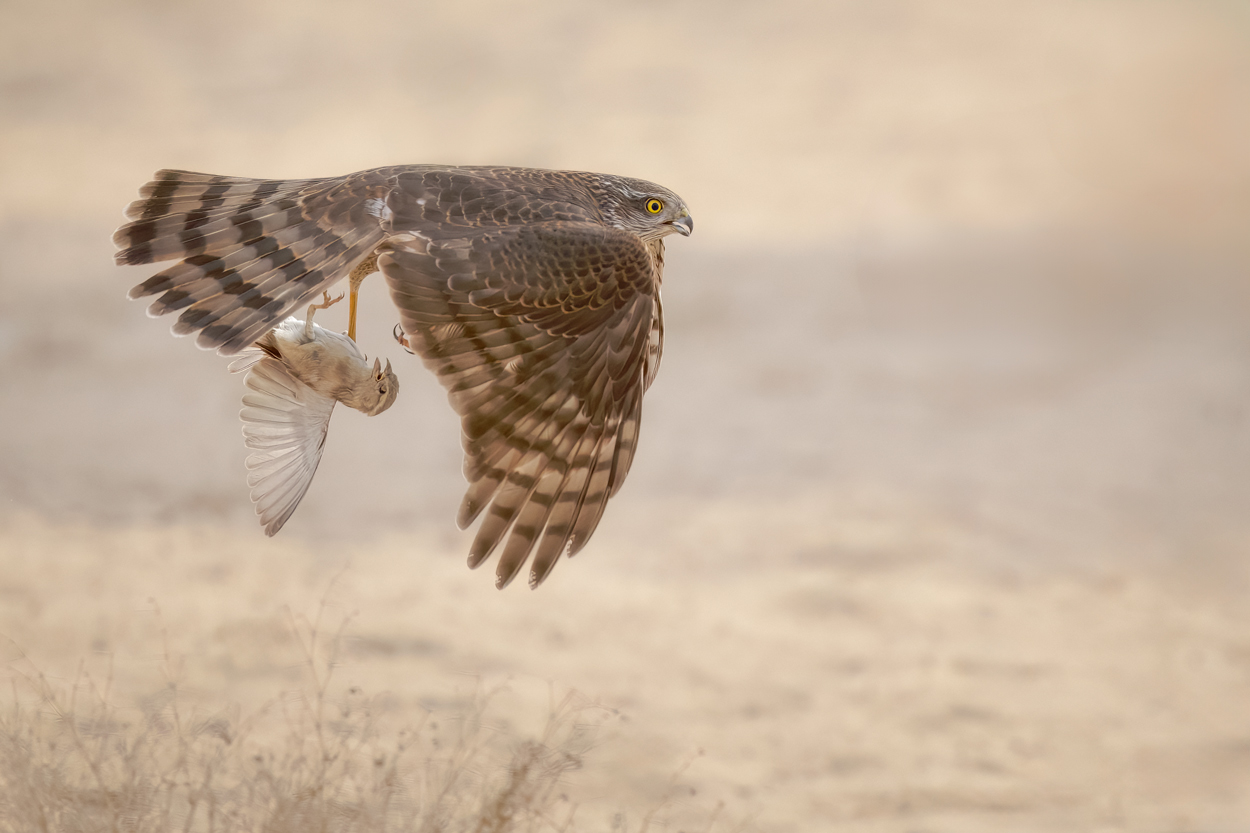 Airborne birds in flight fine art wildlife photograph 15 by Khaldoon Aldway