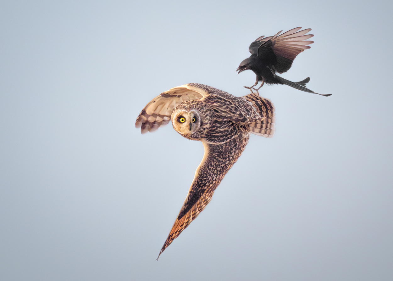 Airborne wildlife photography portfolio