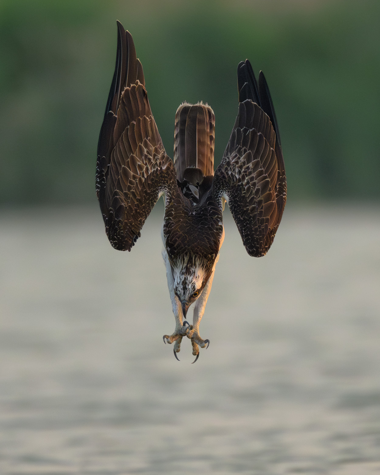 Airborne birds in flight wildlife photography portfolio by Khaldoon Aldway