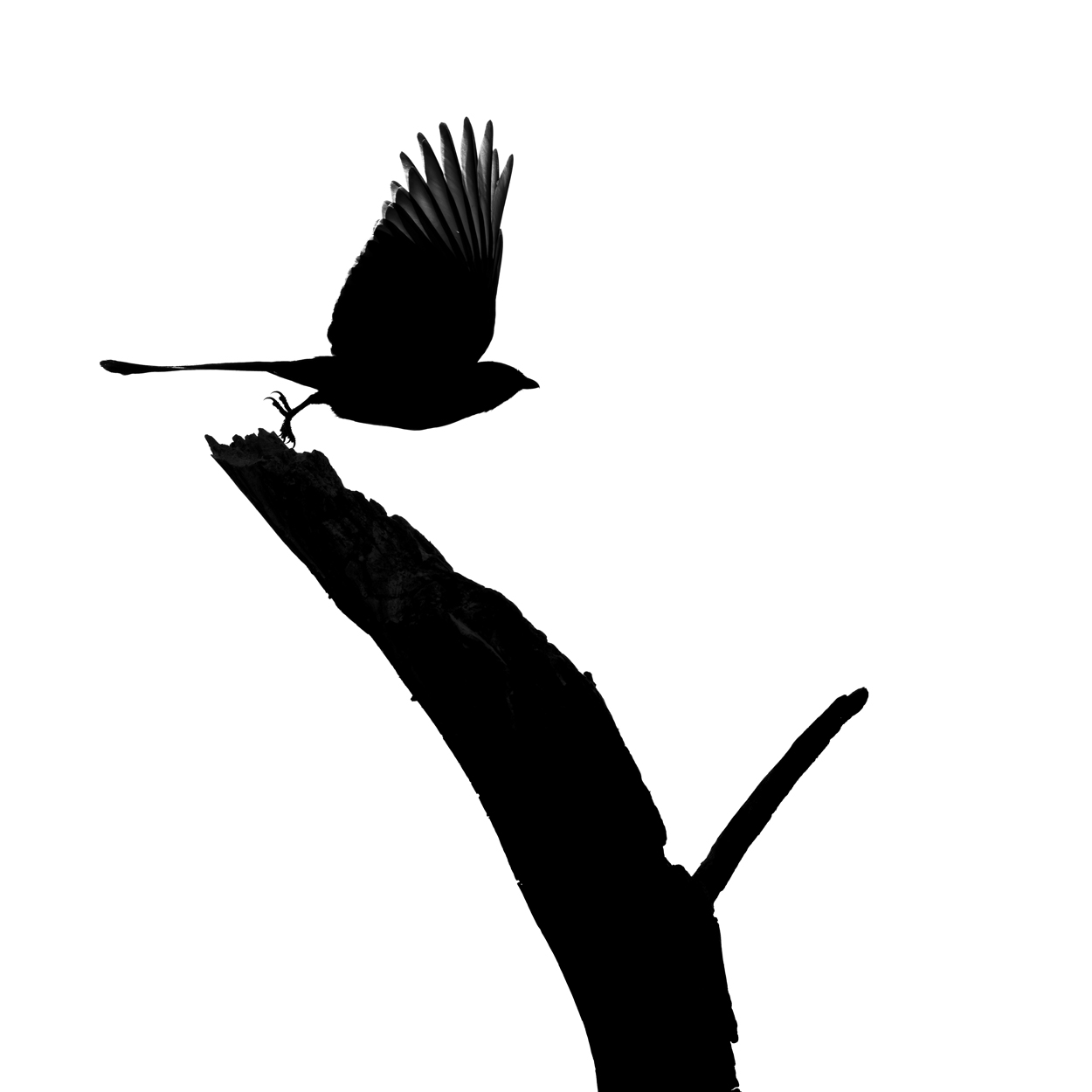 Black Ink portfolio hero image, bird silhouette in flight