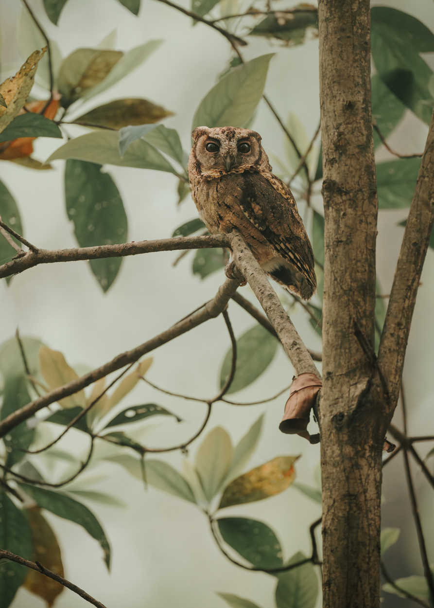 Earthy Whispers fine art nature and wildlife photograph 02 by Khaldoon Aldway