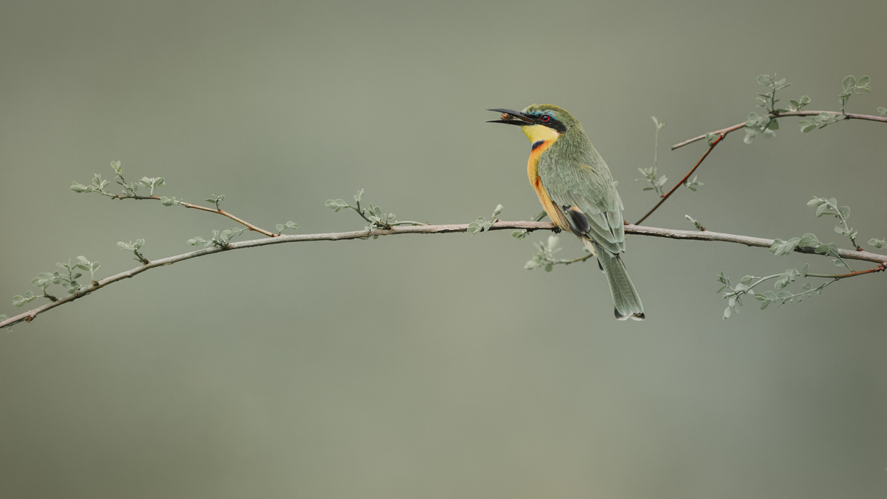 Earthy Whispers fine art nature and wildlife photograph 03 by Khaldoon Aldway