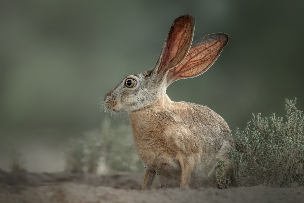 Earthy Whispers fine art nature and wildlife photograph 05 by Khaldoon Aldway