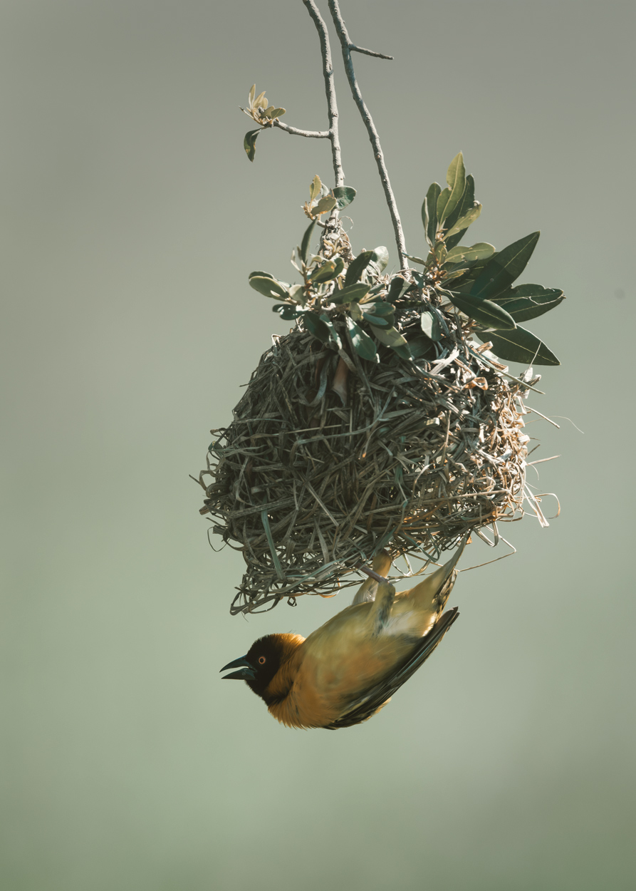 Earthy Whispers fine art nature and wildlife photograph 08 by Khaldoon Aldway