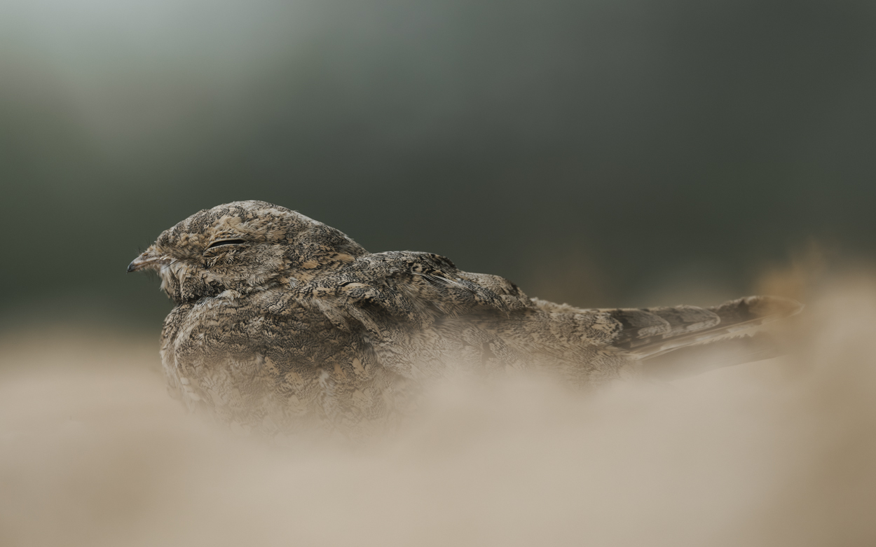 Earthy Whispers wildlife photography portfolio