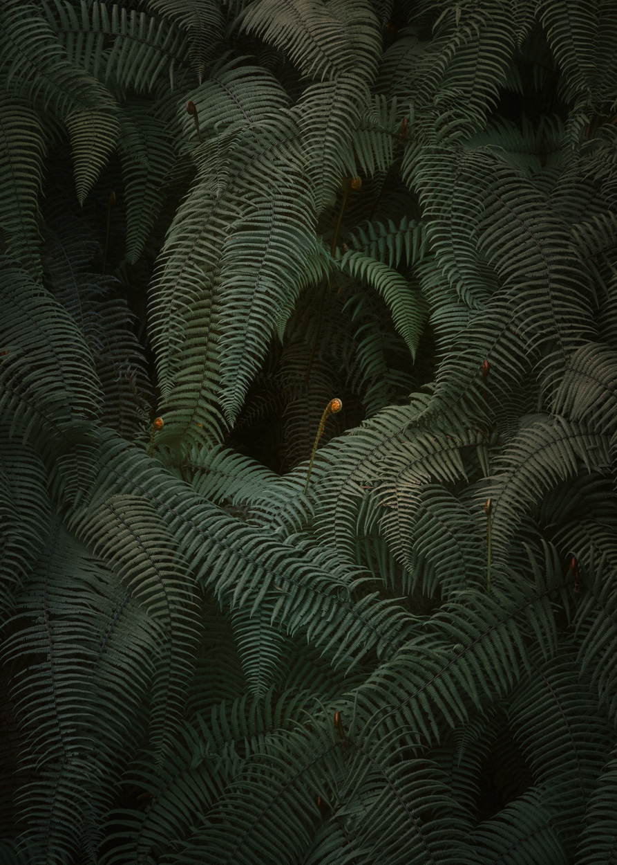 Earthy Whispers nature and wildlife photography portfolio by Khaldoon Aldway