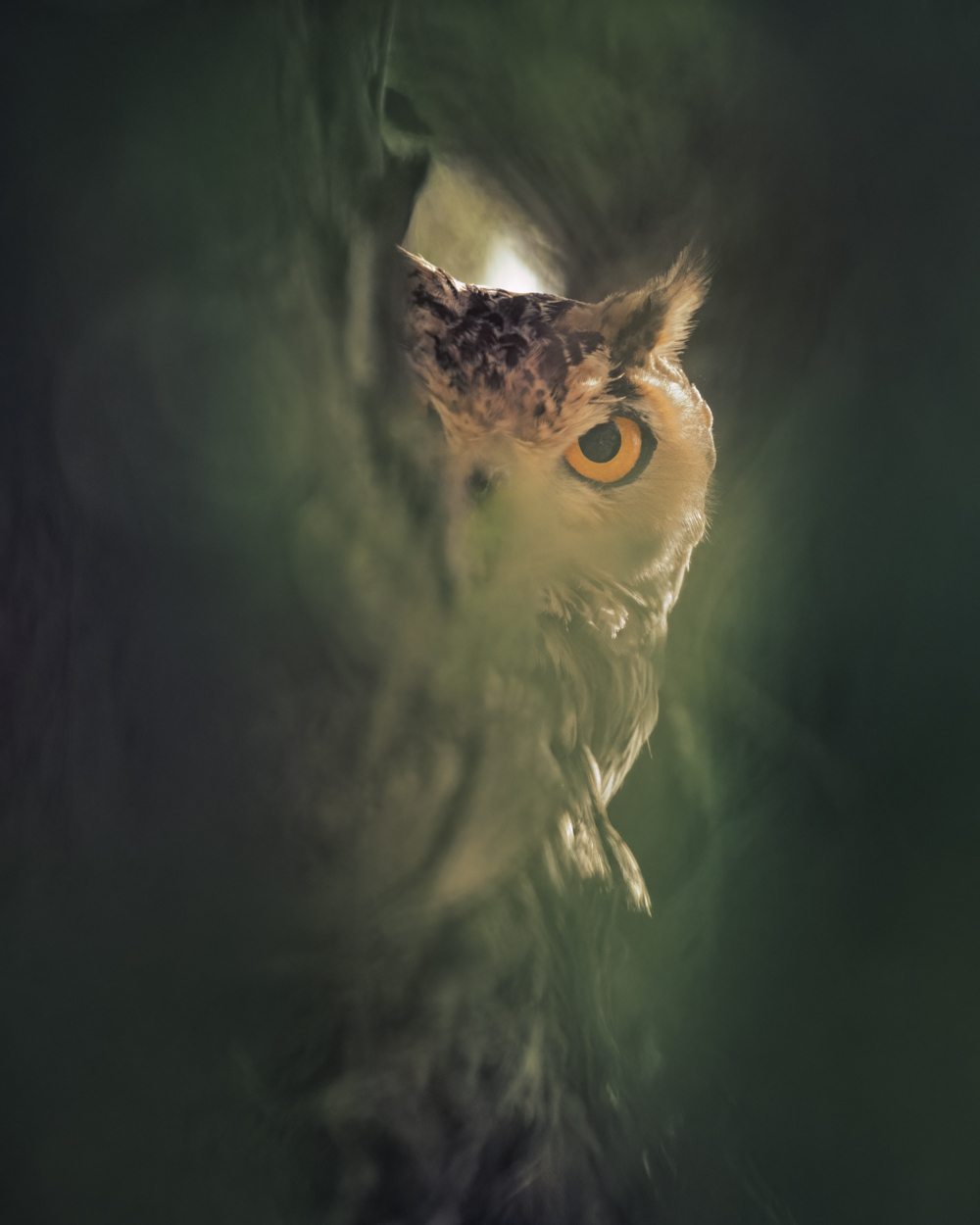 Emerald Wild moody green wildlife photograph 01 by Khaldoon Aldway
