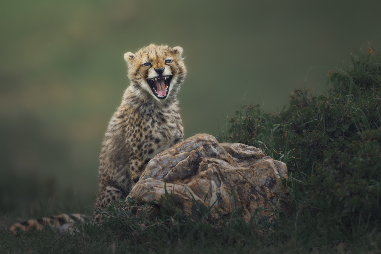 Emerald Wild moody green wildlife photograph 02 by Khaldoon Aldway