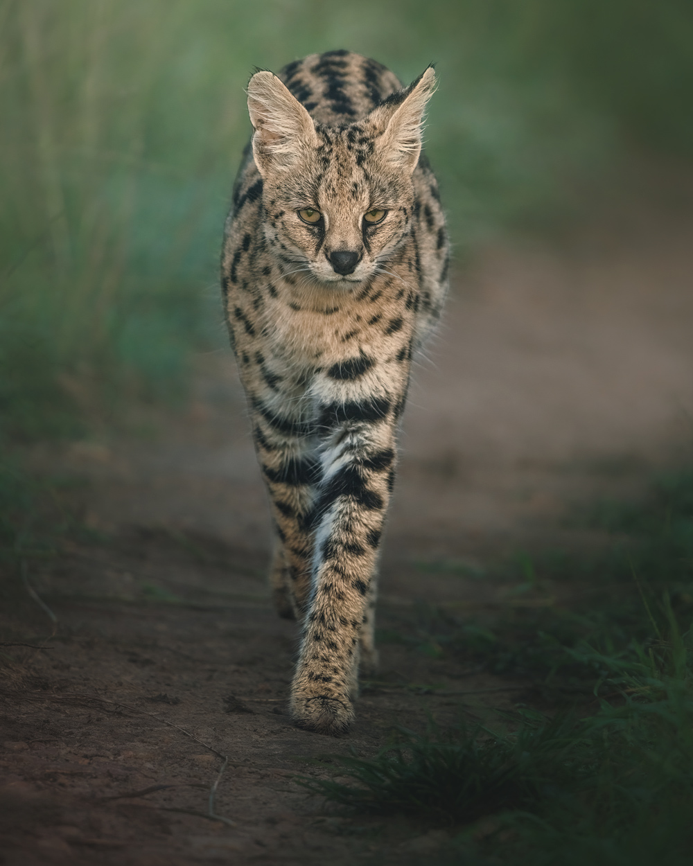 Emerald Wild moody green wildlife photograph 03 by Khaldoon Aldway