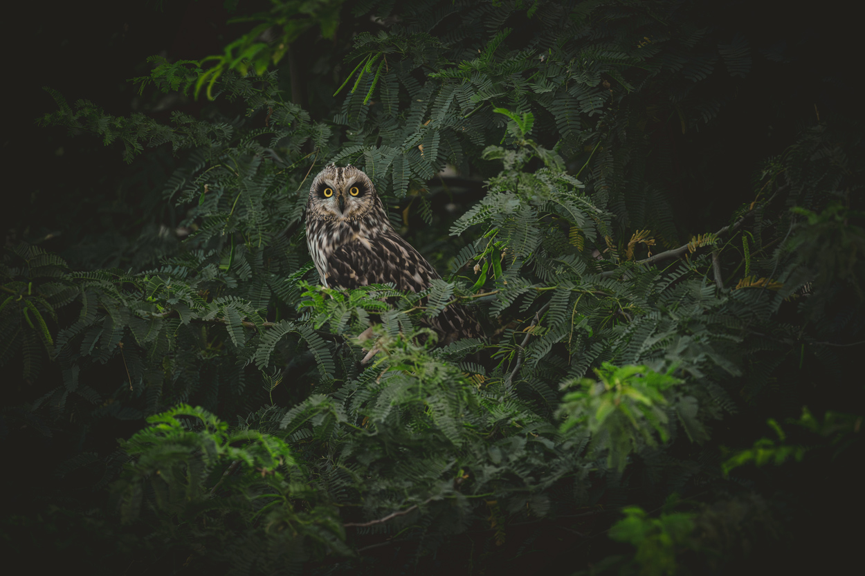 Emerald Wild moody green wildlife photograph 05 by Khaldoon Aldway