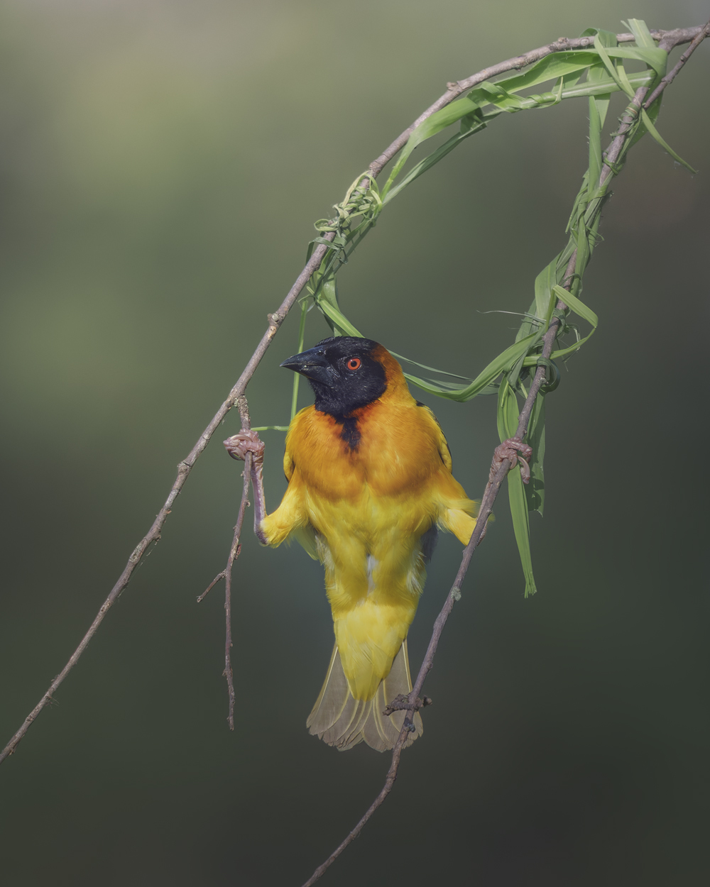 Emerald Wild moody green wildlife photograph 06 by Khaldoon Aldway