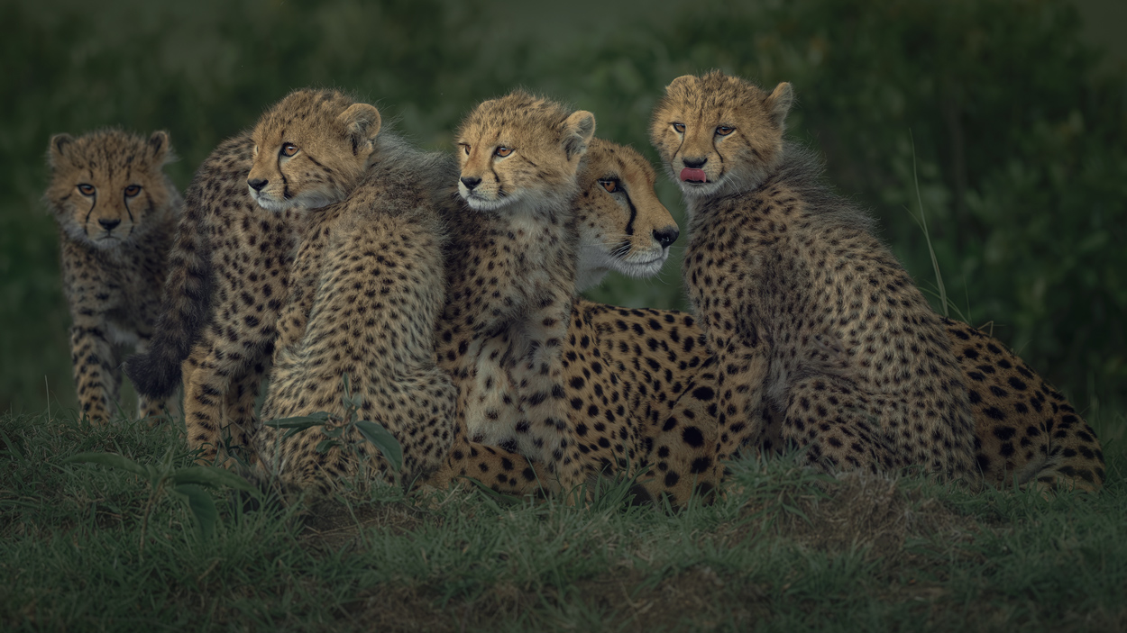 Emerald Wild moody green wildlife photograph 07 by Khaldoon Aldway