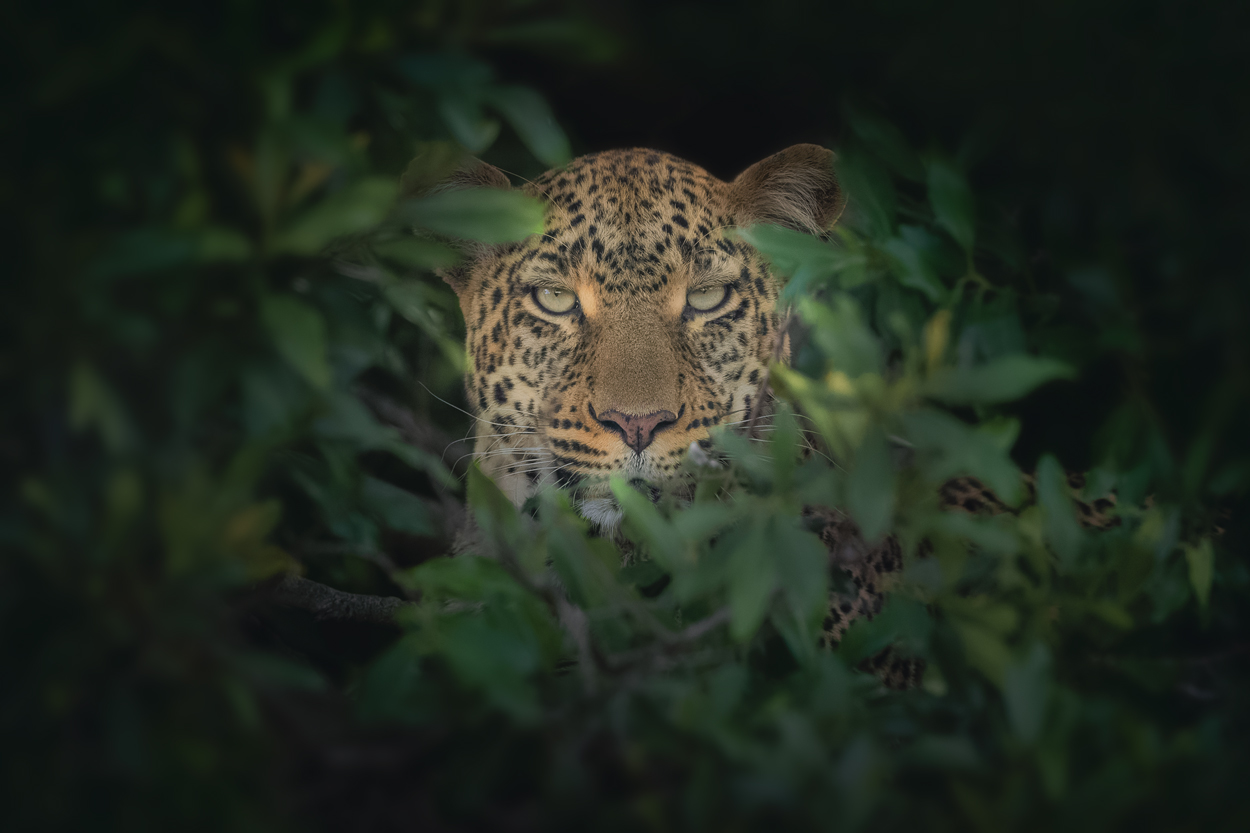 Emerald Wild moody green wildlife photograph 08 by Khaldoon Aldway