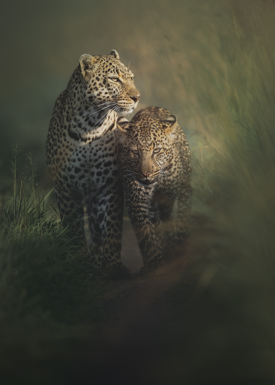 Emerald Wild moody green wildlife photograph 10 by Khaldoon Aldway