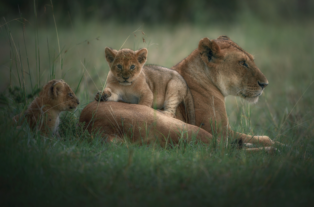 Emerald Wild moody green wildlife photograph 11 by Khaldoon Aldway