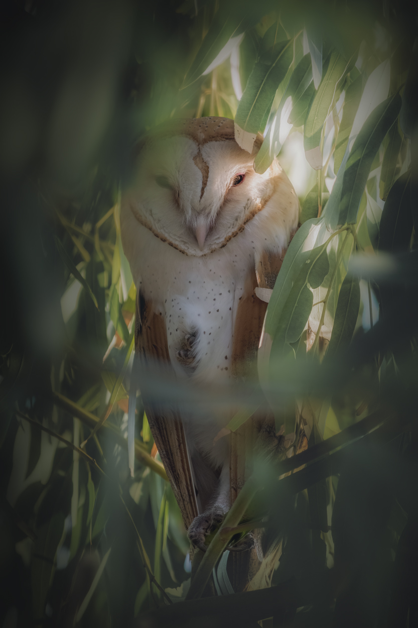 Emerald Wild moody green wildlife photograph 12 by Khaldoon Aldway