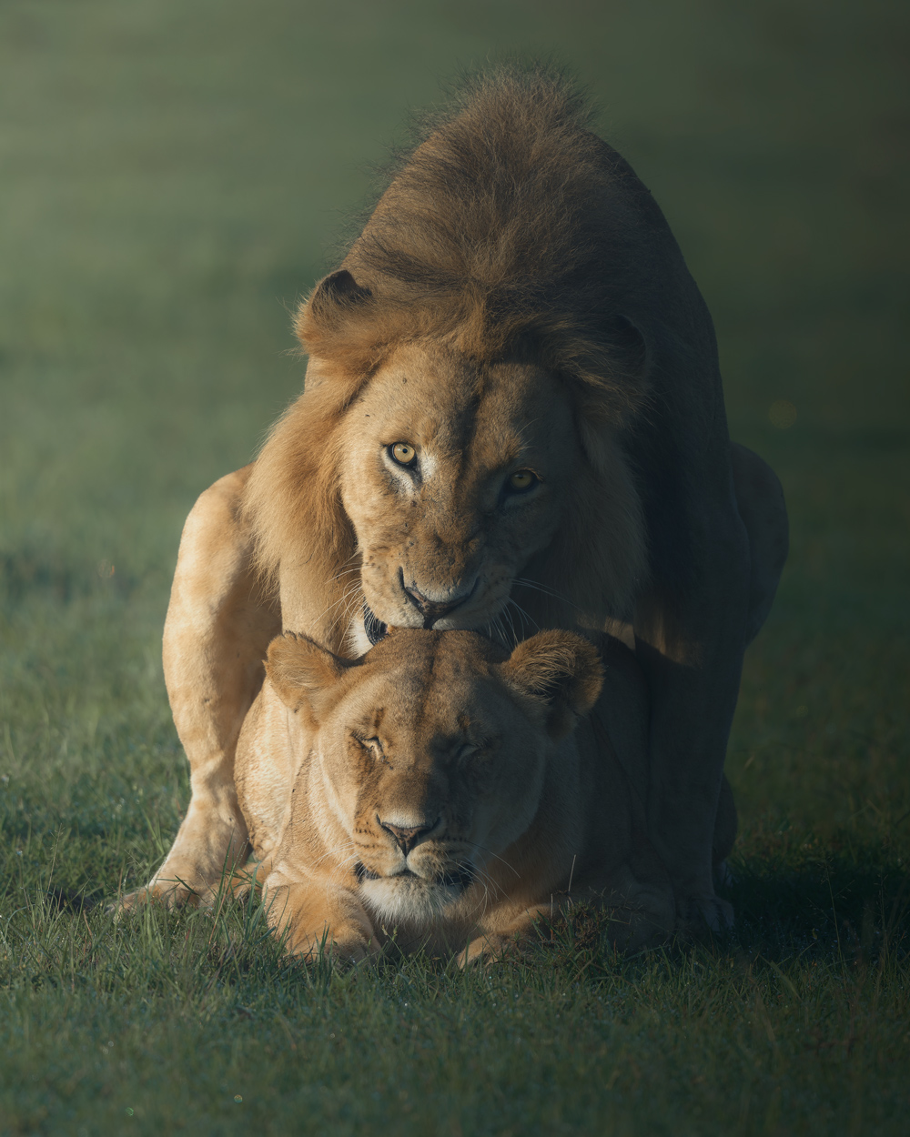 Emerald Wild moody green wildlife photography portfolio by Khaldoon Aldway
