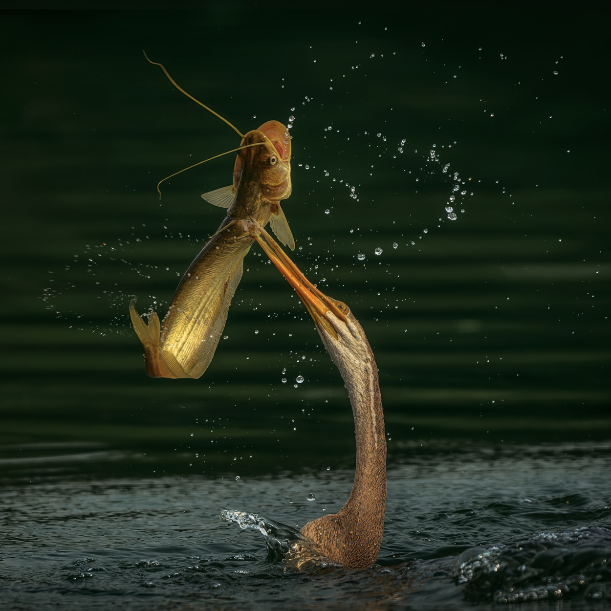 Feather and Fin fishing birds wildlife action photograph 01 by Khaldoon Aldway